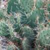 Cactus
2008
original photo
no prints will be made of this photo
10 x 8
On display at the Riverside Nature Center in Farmington, NM.