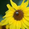 Sunflower
2008
original photo
no prints will be made of this photo
10 x 8
On display at the Riverside Nature Center in Farmington, NM.