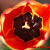 Petals of Fire
2008
original photo
no prints will be made of this photo
10 x 8
framed